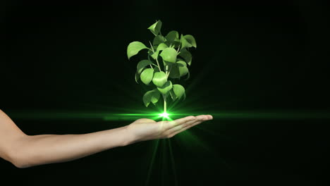 Hand-presenting-digital-green-plant-growing