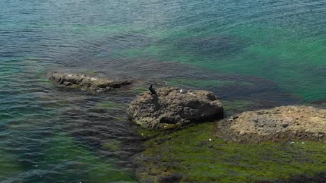 Tiro-Largo-Aéreo-De-Pájaro-Cormorán-Posado-En-Roca-En-El-Mar,-Mar-Negro,-Bulgaria,-Zoom