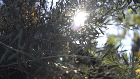 sun shining through olive tree leaf branches and sunflairs