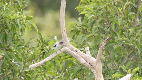 秘魯坦博帕塔國家保護區 (tambopata national reserve) 的黑冠<unk>