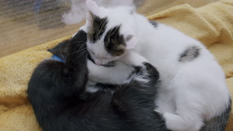 Adorable-sibling-kittens-playfighting-and-cuddling-indoors,-showing-playful-affection