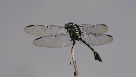 the common flangetail dragonfly is commonly seen in thailand and asia