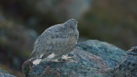 two white-tailed ptarmigans in the alpine on a rock