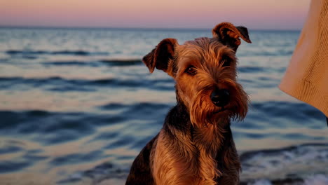 dog on the beach at sunset