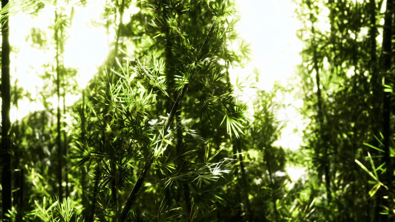 Lush green bamboo forest under bright sunlight in the afternoon