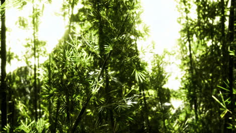lush green bamboo forest under bright sunlight in the afternoon