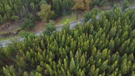 revealing a church in the middle of a forest, braga, portugal