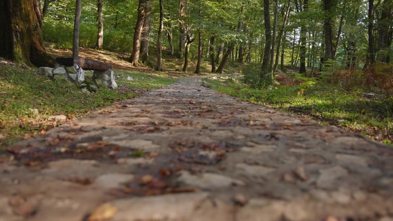 Stone pathway in the forest