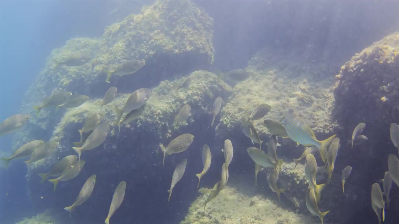 School of fish exploring an underwater reef ecosystem. Sun rays filtering through blue ocean water, creating a tranquil marine scene