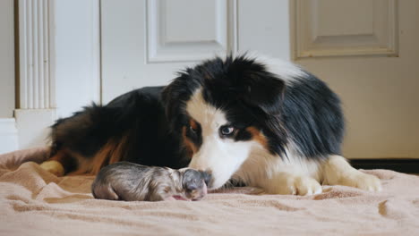 Dog-After-Giving-Birth-With-Newborn-Puppy-01