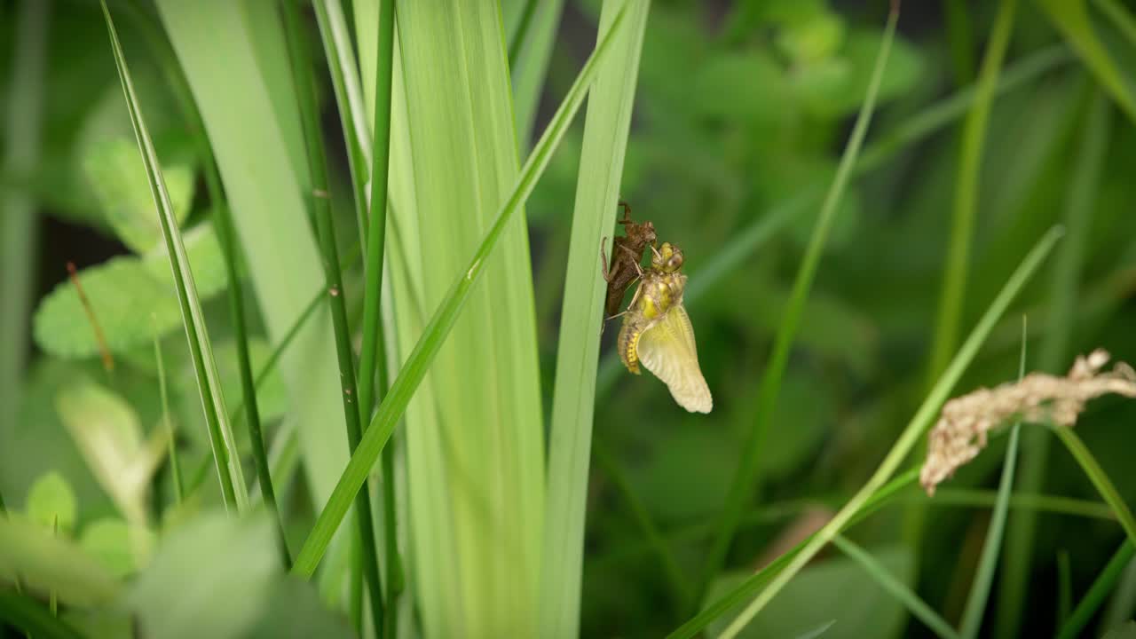 Una libellula, appena uscita dalla sua larva, si posa su un filo d'erba e si prende il suo tempo per asciugare le ali nella brezza