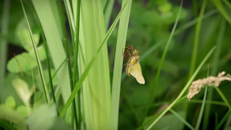 Eine-Libelle,-Frisch-Aus-Ihrer-Larve,-Lässt-Sich-Auf-Einem-Gras-Nieder-Und-Lässt-Sich-Zeit,-Ihre-Flügel-Im-Wind-Zu-Trocknen