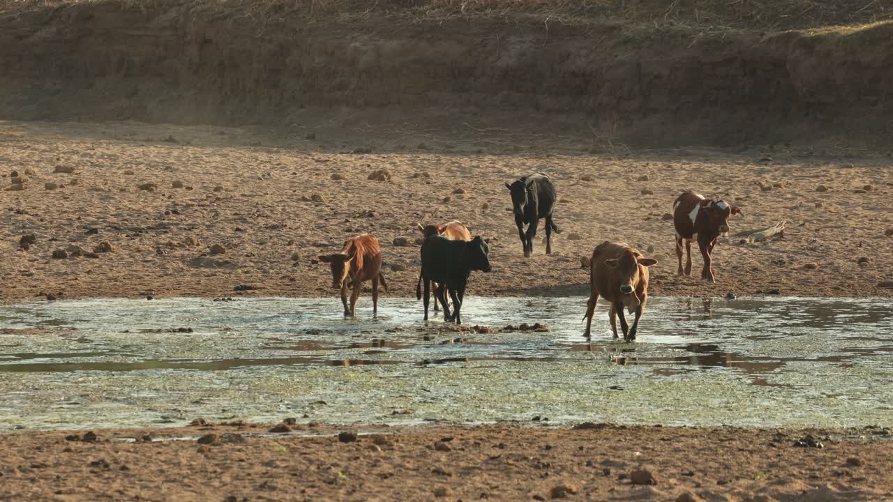 A herd of cattle walking through the last bit of water in a dry riverbed and having a drink, Mashatu Game Reserve