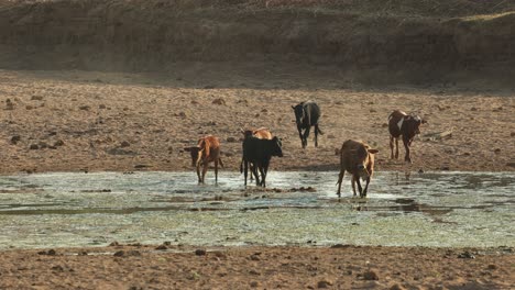 a herd of cattle walking through the last bit of water in a dry riverbed and having a drink, mashatu game reserve