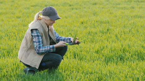 un agricultor está estudiando las raíces del germen de trigo trabajo científico en agricultura