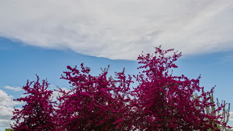 Zeitraffer-Von-Lagerstroemia-Indica-Oder-Kreppmyrte-Baumkrone-Und-Wolken,-Die-Sich-Am-Himmel-Bewegen