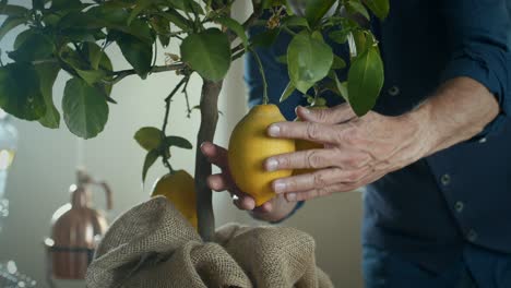 adult man checking condition of bio lemon in lemon tree, indoor plant