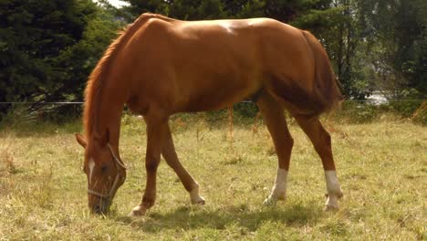 caballo comiendo hierba en el campo