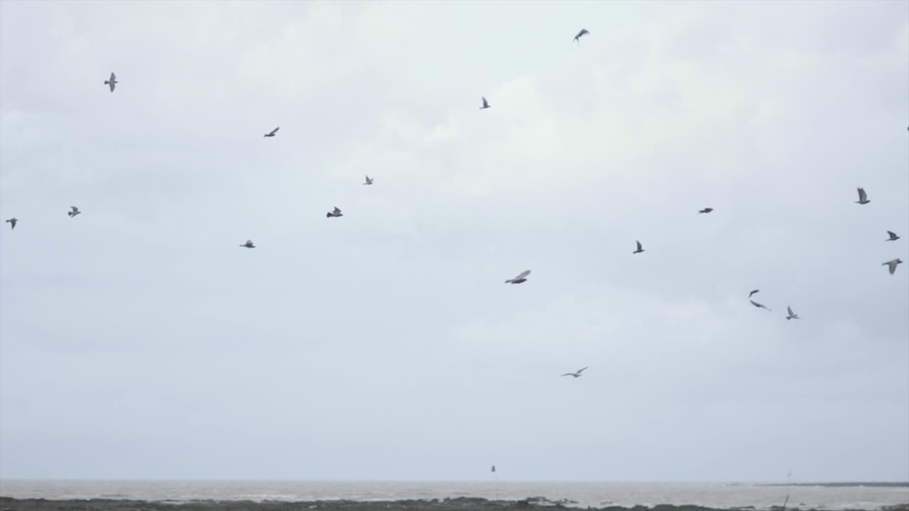 카터 로드 비치 바이에서 날아다니는 비둘기 인도 클로즈업