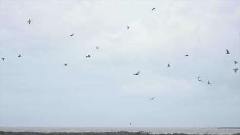 paloma volando en la playa de carter road en mumbai, india, en primer plano