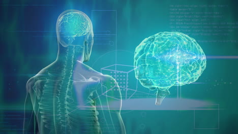 animación de un modelo de cerebro y cuerpo humano que gira sobre un fondo verde