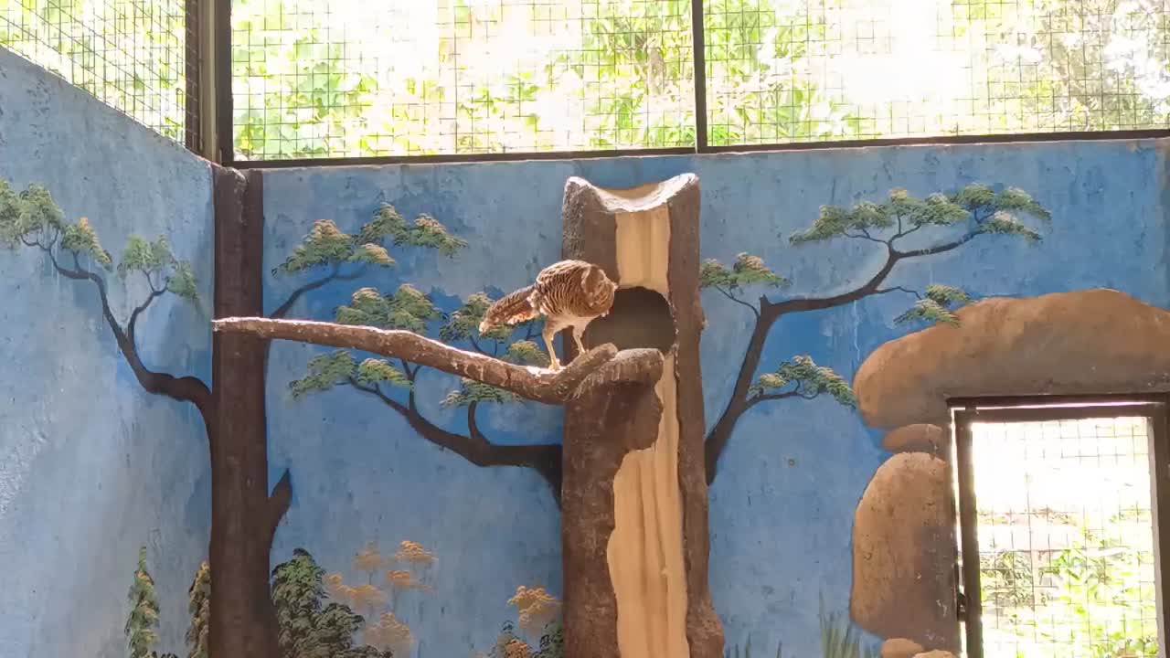 와이어 케이지 에 있는 갈색 새