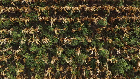 ripe cultivated corn field full of weed, top view aerial shot