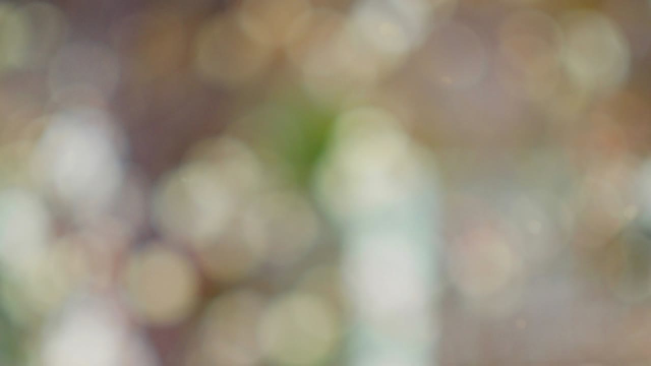 fondo de movimiento de bokeh de bosque abstracto