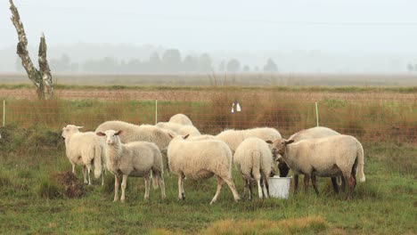 Ovejas-En-Páramos-De-Brezo-Alrededor-De-Un-Cubo-De-Alimentación-Con-Un-Paisaje-Brumoso-En-El-Fondo-Con-Una-Cabra-Pasando-En-Primer-Plano