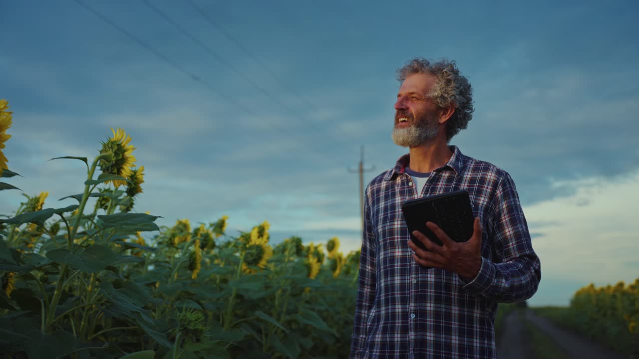 Farmer checking crops in sunflower field