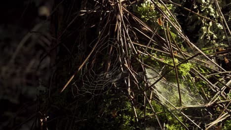 4k-De-Cerca-En-Una-Telaraña-En-Medio-Del-Musgo-Rodeado-De-Algunas-Agujas-De-Pino-En-La-Base-De-Un-Viejo-Pino