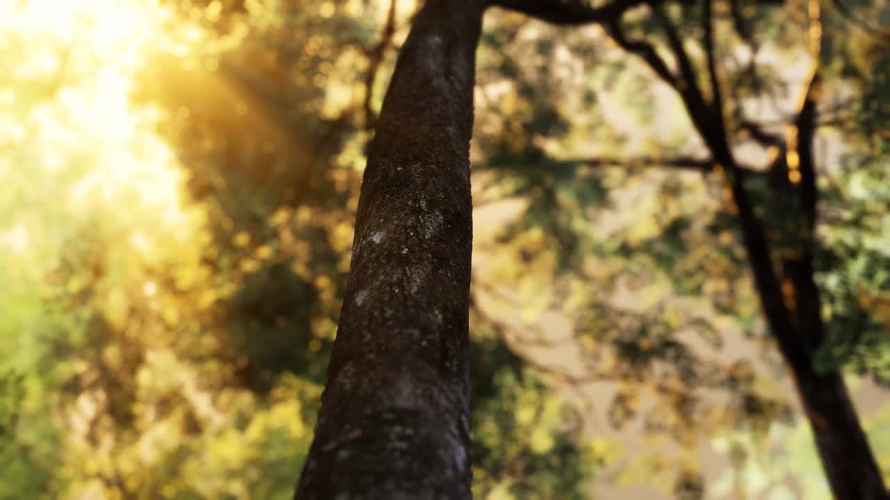 이른 아침 에 안개 가 가득 한 숲