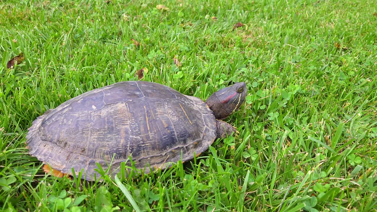 Wild painted turtle walking through backyard grass in Michigan