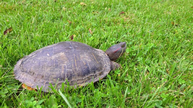 Wild painted turtle walking through backyard grass in Michigan
