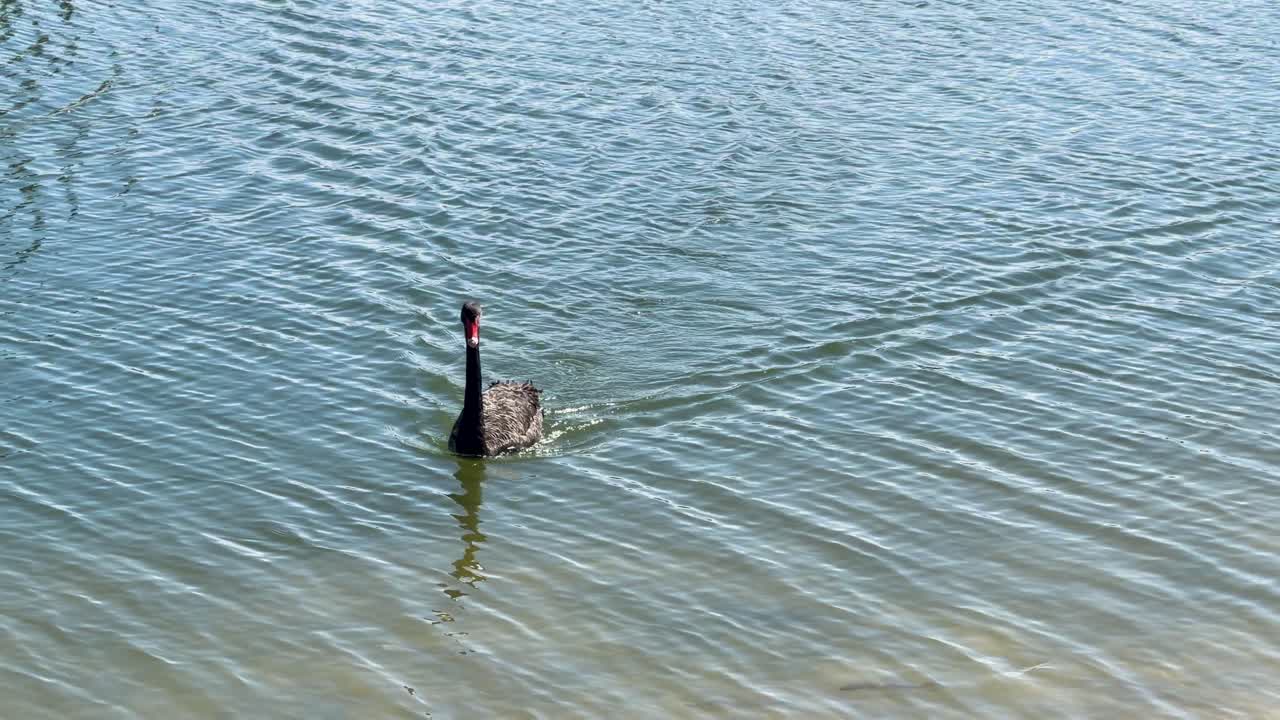 Un cigno nero scivola sull'acqua increspata del lago verso la riva sabbiosa in pieno giorno
