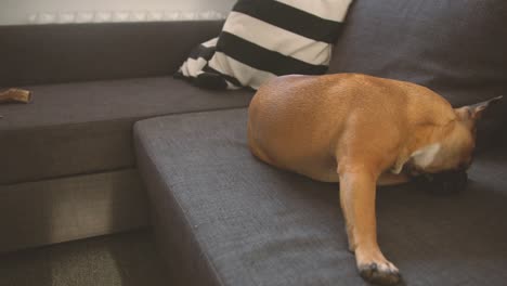 Französische-Bulldogge-Kratzt-Auf-Der-Couch
