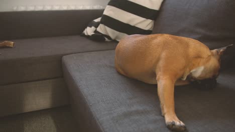french bulldog scratching on the couch