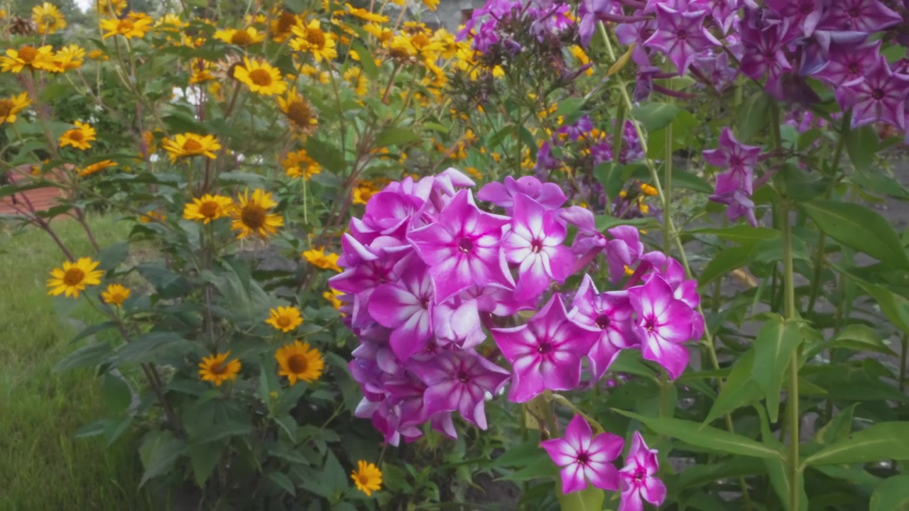 Närbild på rosa och vita floxblommor i en sommarträdgård