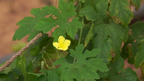 climbing bitter gourd plant with yellow flower swaying in soft breeze