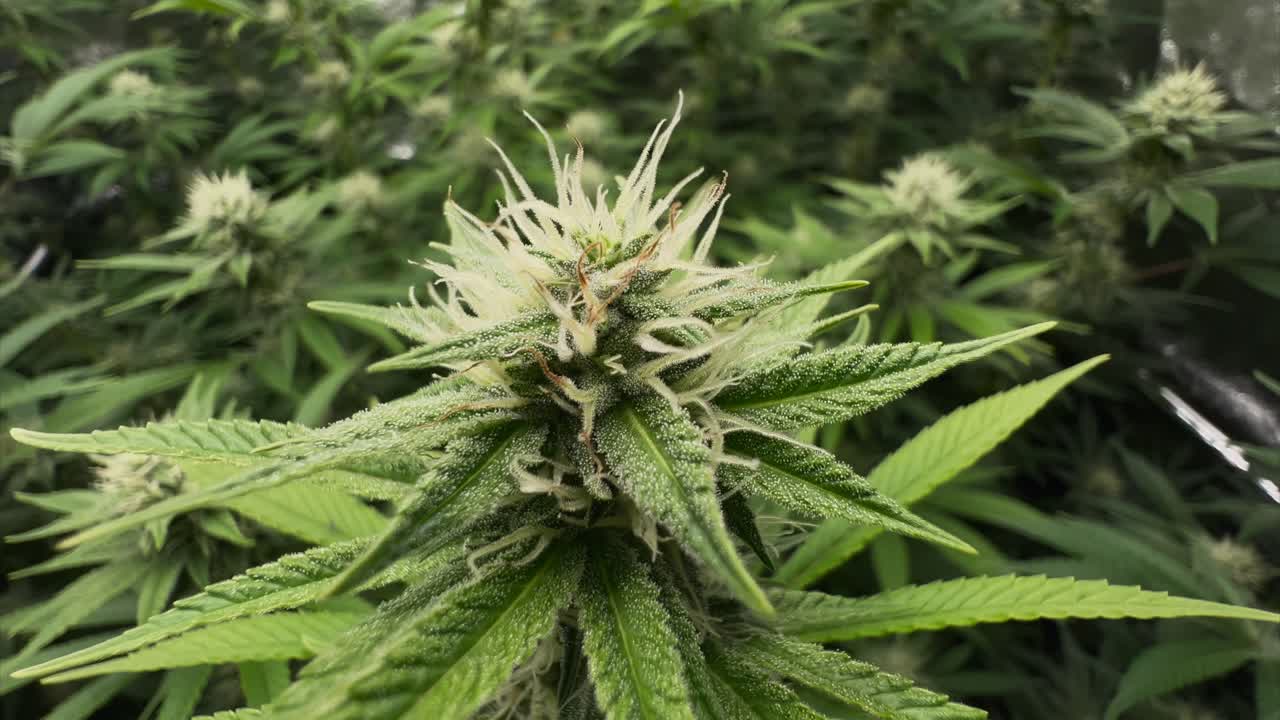 cogollo de marihuana en carpa con otras plantas en segundo plano, de cerca, de mano