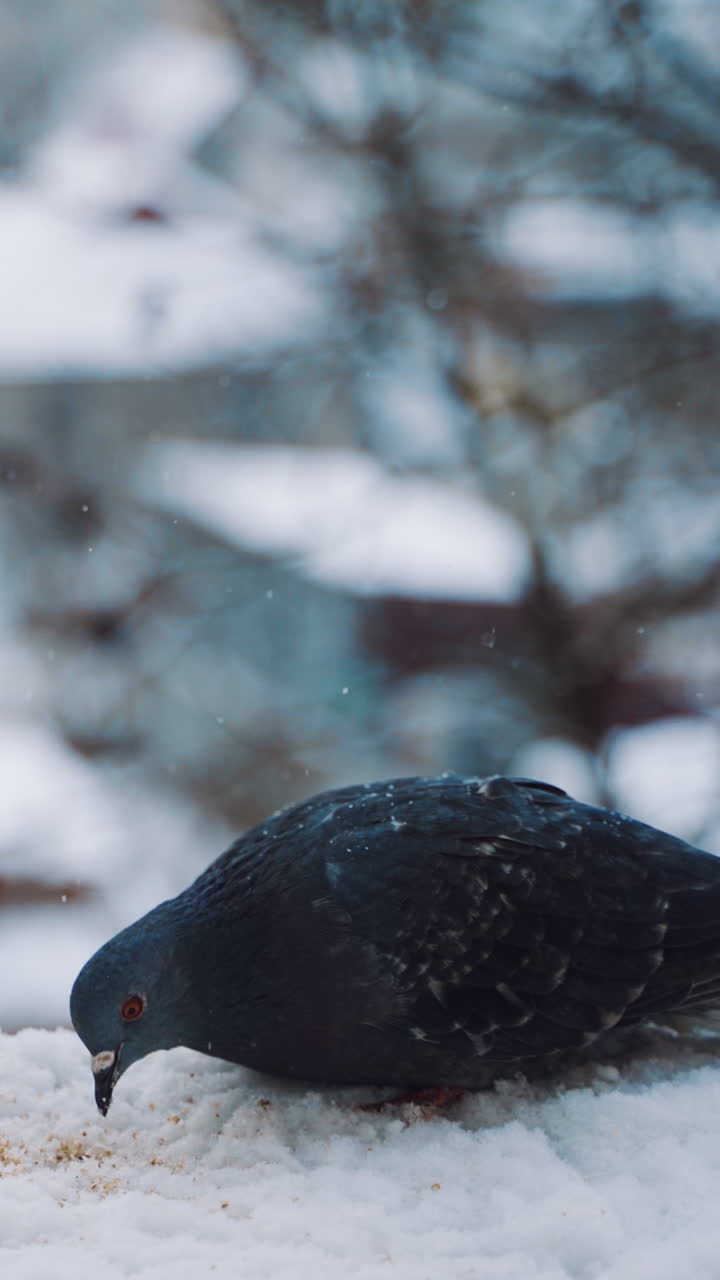Pigeon outside the window. Dove sitting on a window sill against city view. Vertical video