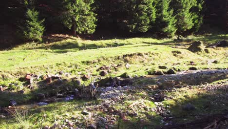 small river on sunny forest meadow landscape in piatra craiului mountains, brasov county, romania, static shot