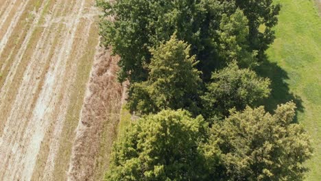 A-high-altitude-drone-shot-of-a-straight-path-cover-with-trees