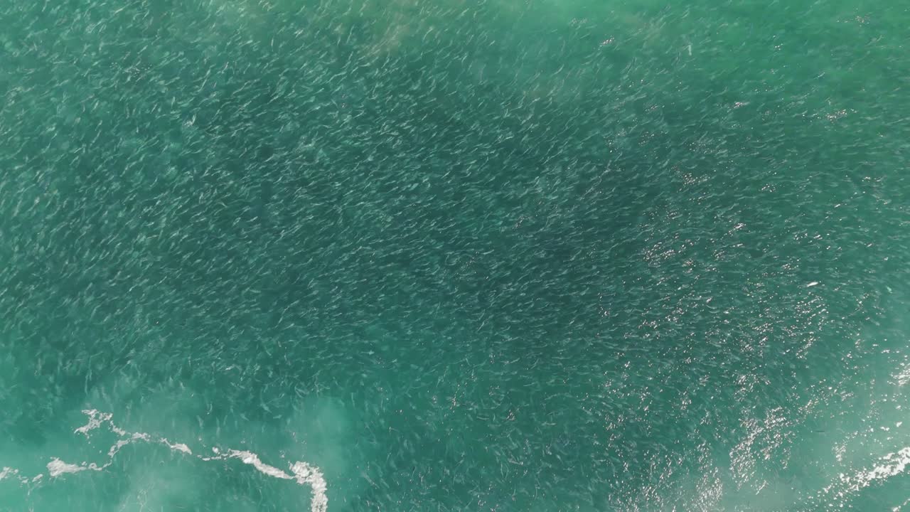 Aerial top-down drone shot flying from high to low, revealing thousands of salmon swimming near the blue waters of Bondi Beach, Sydney, Australia