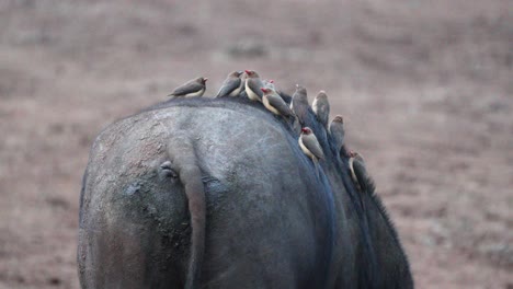 Red-billed-Oxpecker-Birds-On-The-Back-Of-Walking-Hippo-In-Aberdare,-Kenya