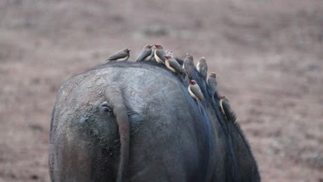 red-billed oxpecker birds on the back of walking hippo in aberdare, kenya