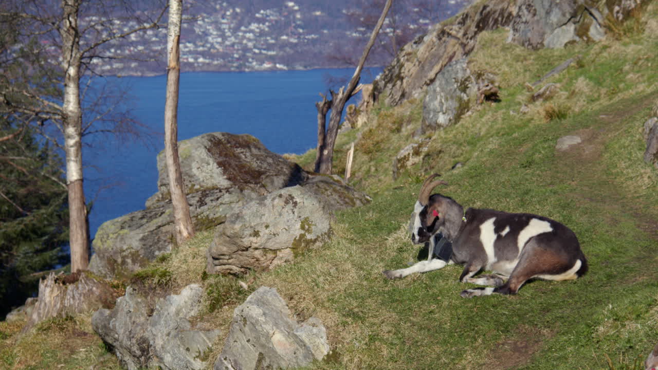 Wide shot of a mountain goat resting on the Cliff edge at Fløyen Panorama