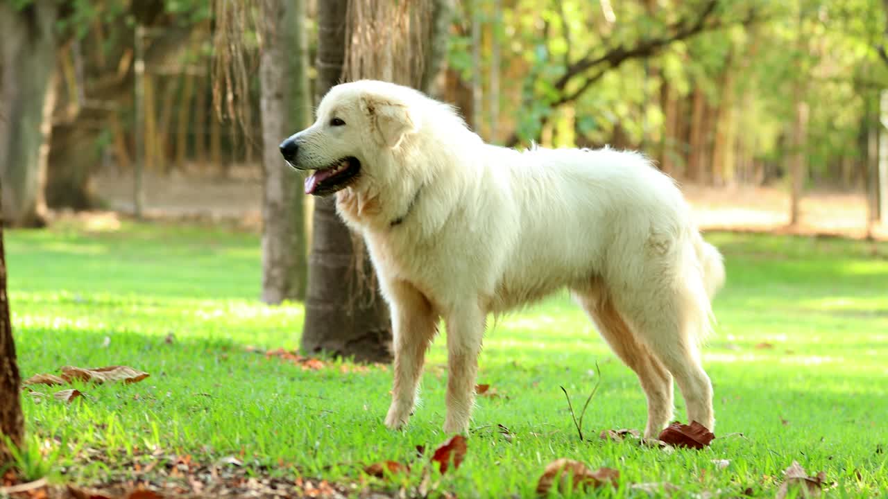 밖에서 순수한 품종의 아름다운 개 야외에서 4k 클립 해상도의 아름다운 개 정원에서