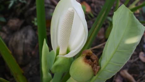flor blanca de planta de taro u orejas de elefante o colocasia esculenta en sri lanka
