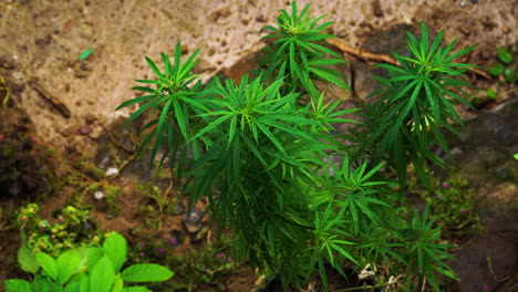 small-marijuana-plant-in-Thailand-became-the-first-Asian-nation-to-legalise-cannabis